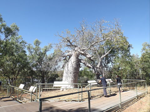 Gregory's Tree, Timber Creek - Holiday Perth 0