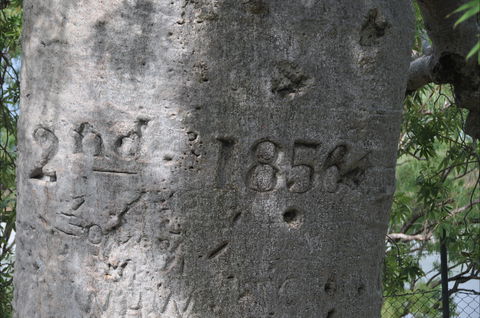Gregory's Tree, Timber Creek - Holiday Perth 2