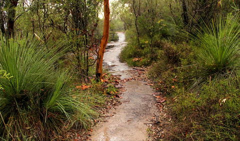 Great North Walk - Brisbane Water National Park - Accommodation Yamba 0