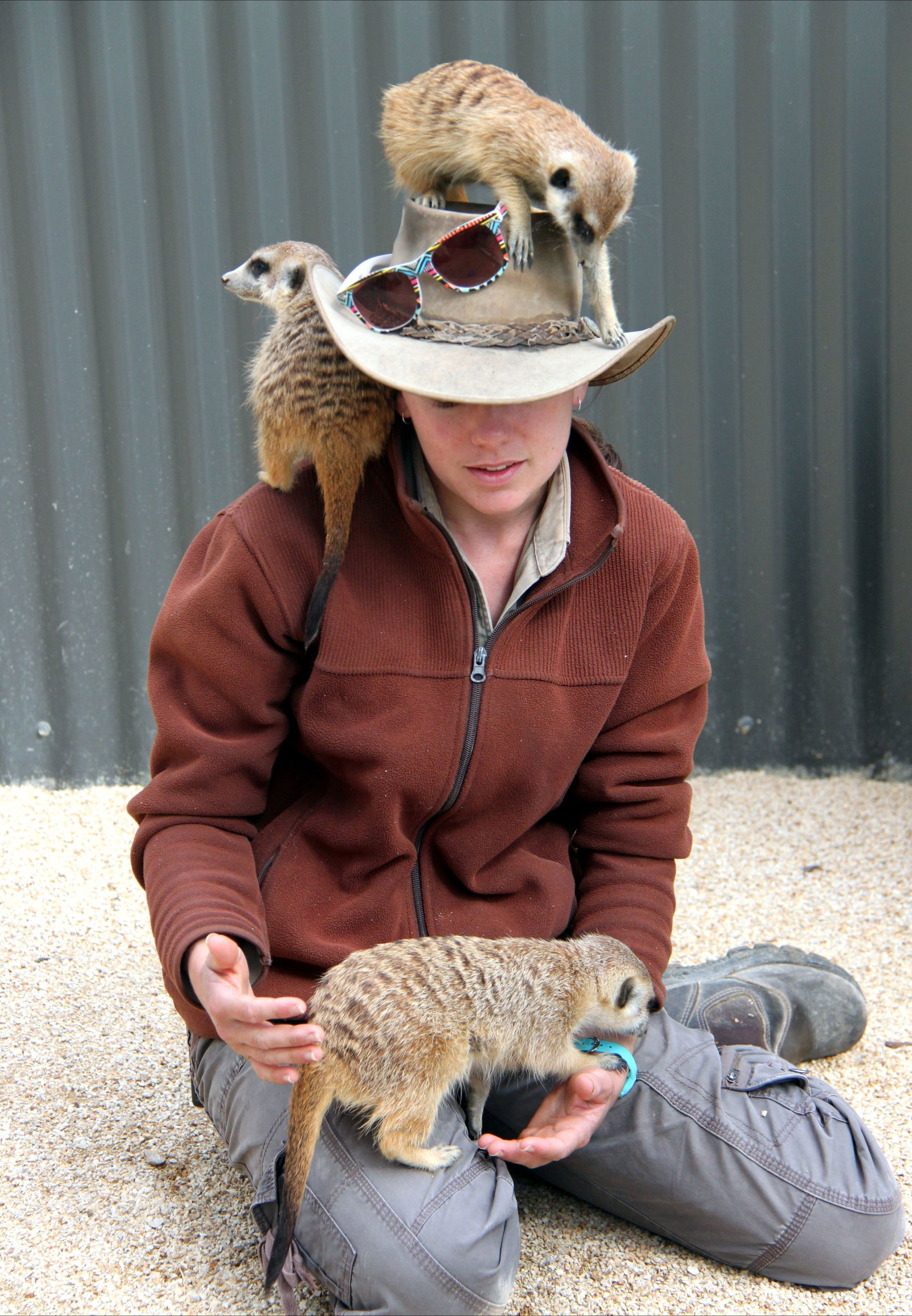 Hunter Valley Zoo Logo and Images