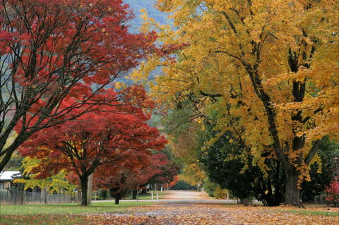 Jamieson Significant Trees - Accommodation in Bendigo 2