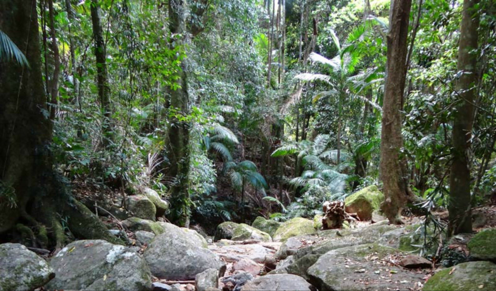 Lyrebird track Logo and Images
