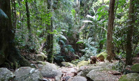 Lyrebird Track - VIC Tourism 0
