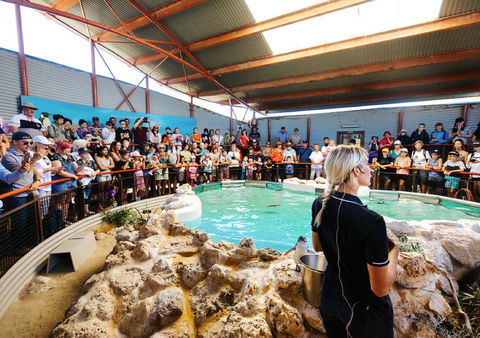 Penguin Island - Accommodation NT 1