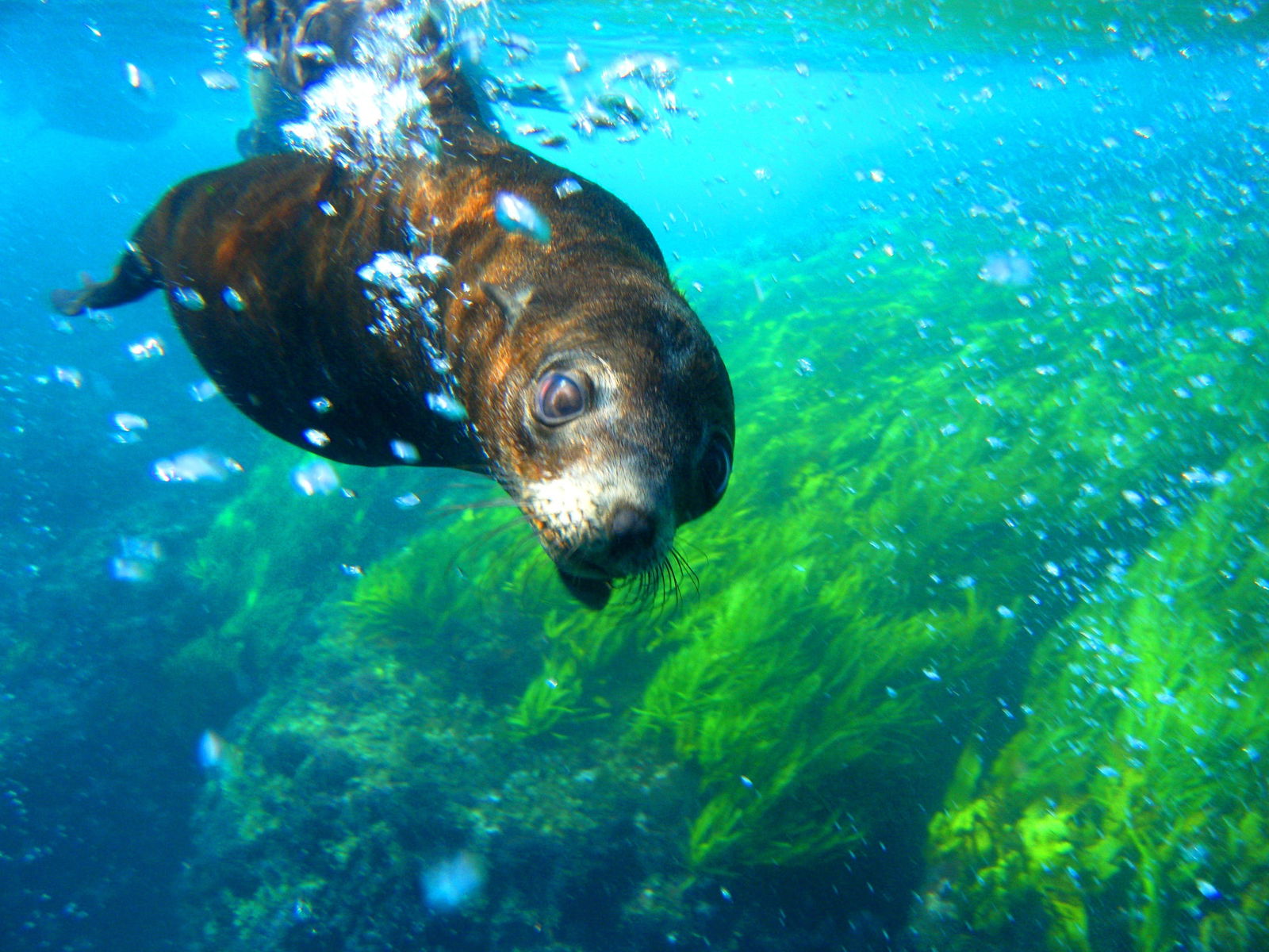Snorkelling Montague Island Logo and Images