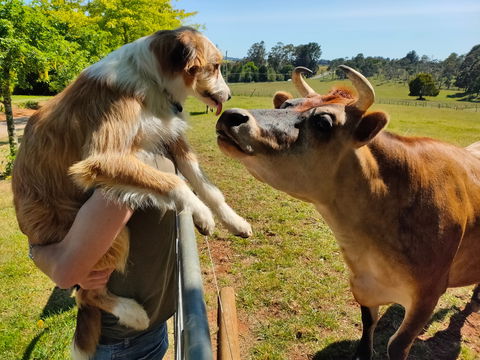 The Truffledore - Accommodation QLD 2