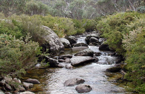 Thredbo River Track - Sunshine Coast Guide 0