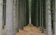 Tumut - thumb 2
