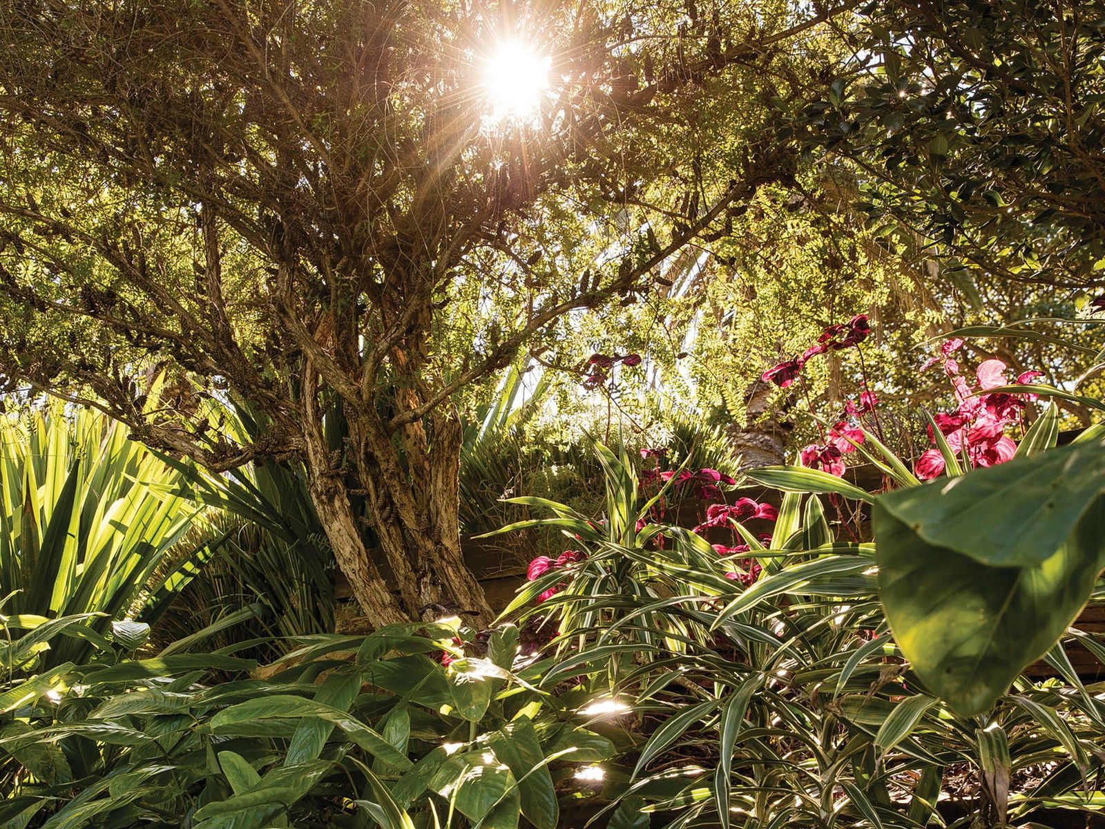 Wendy Whiteley's Secret Garden - thumb 1