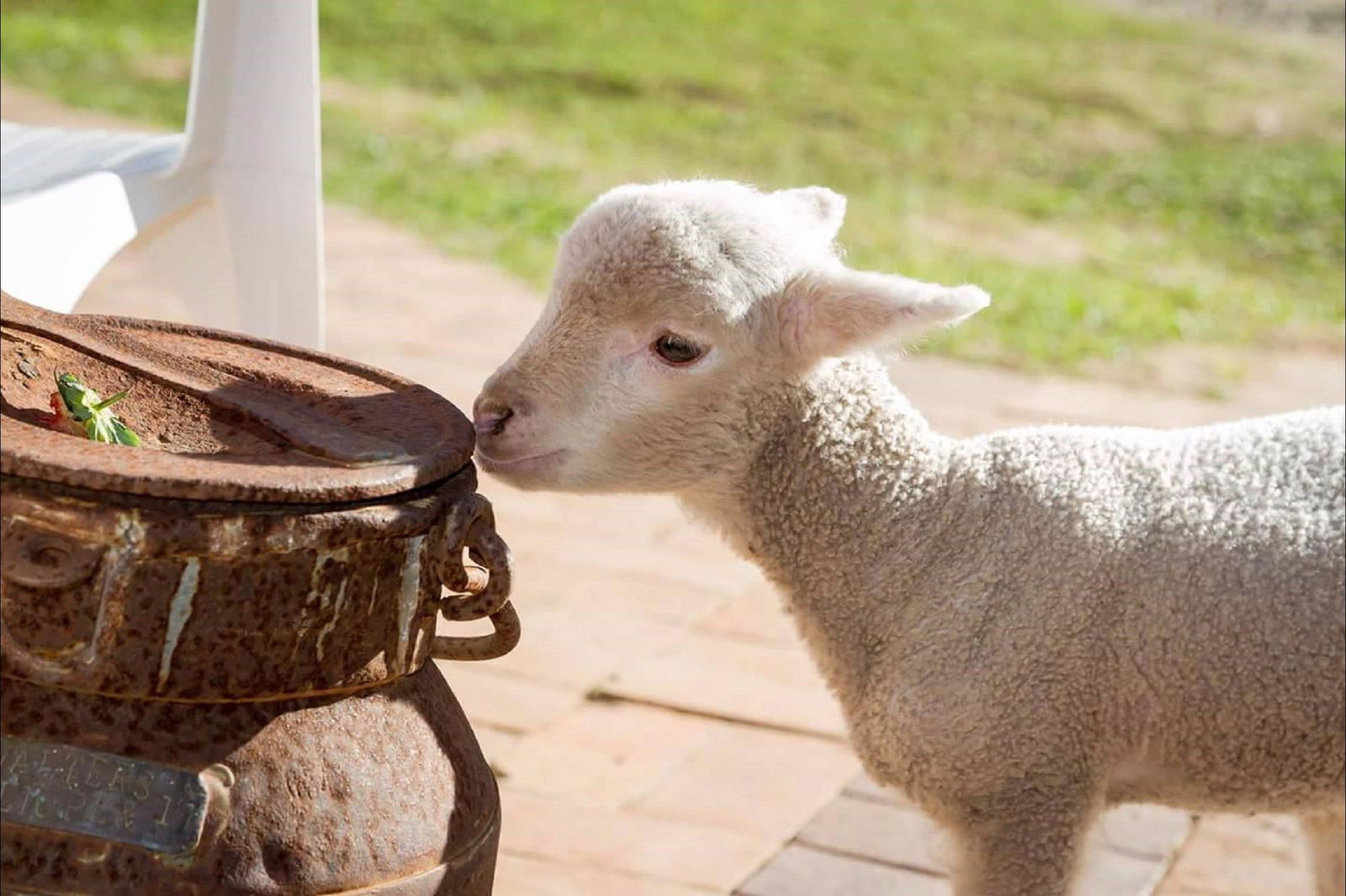 White Ridge Farm Logo and Images