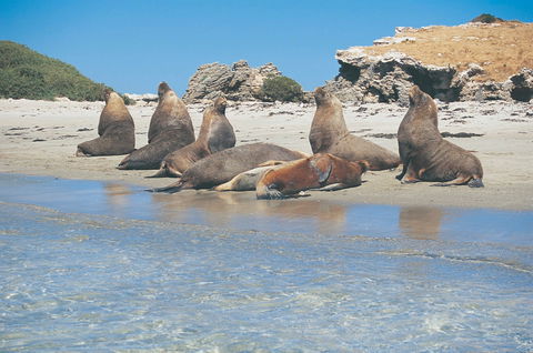 Wild Dolphin Watching - Accommodation Port Hedland 2