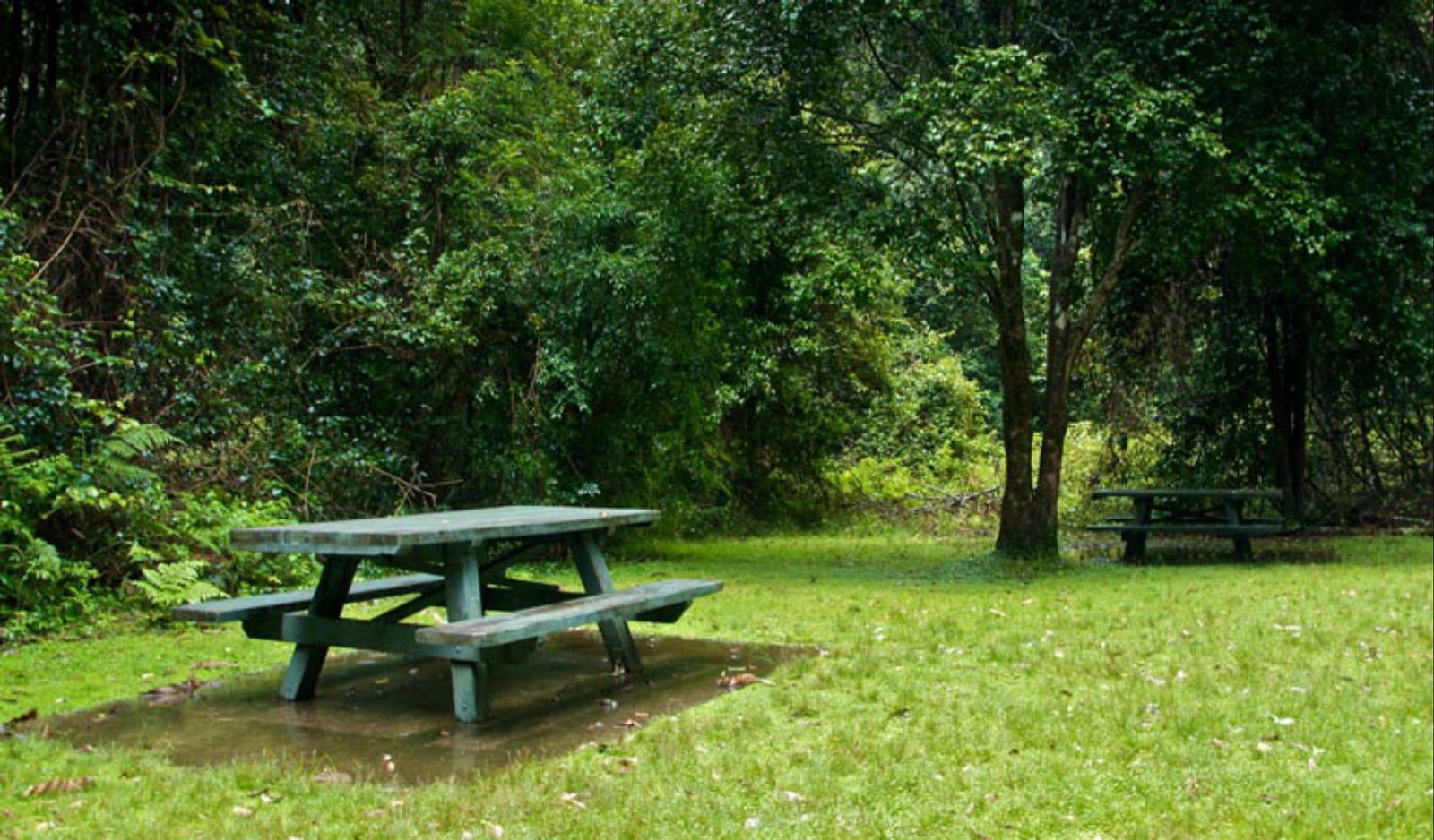 Williams River picnic area Logo and Images