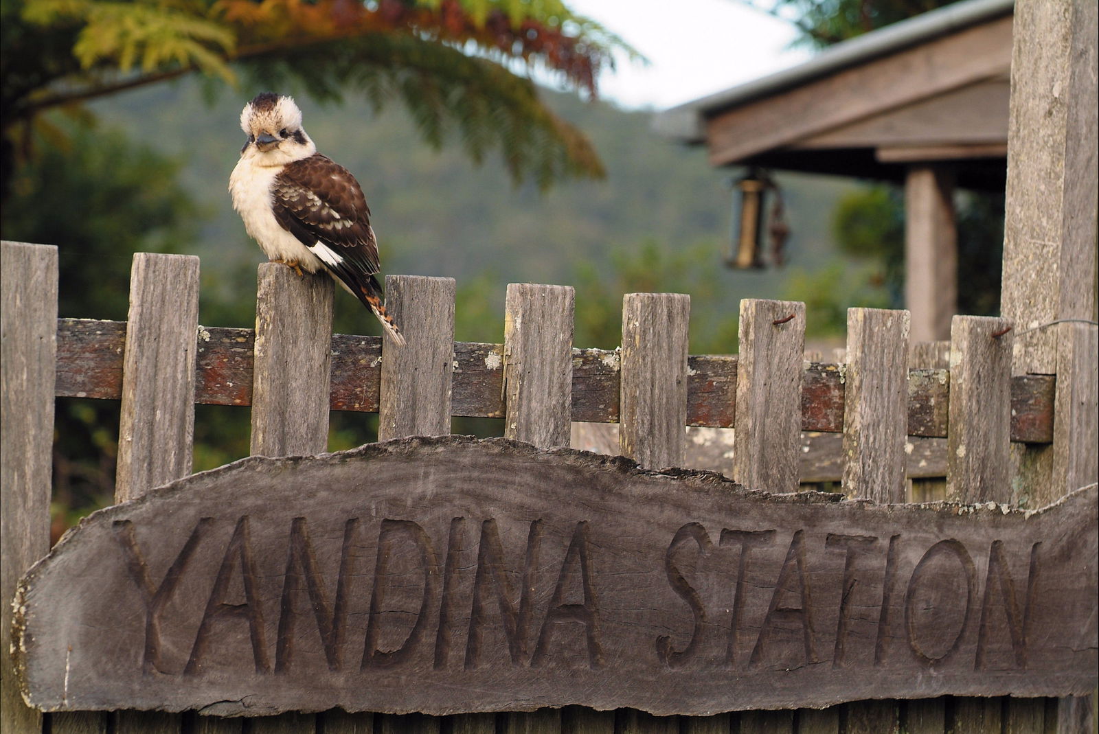 Yandina Logo and Images