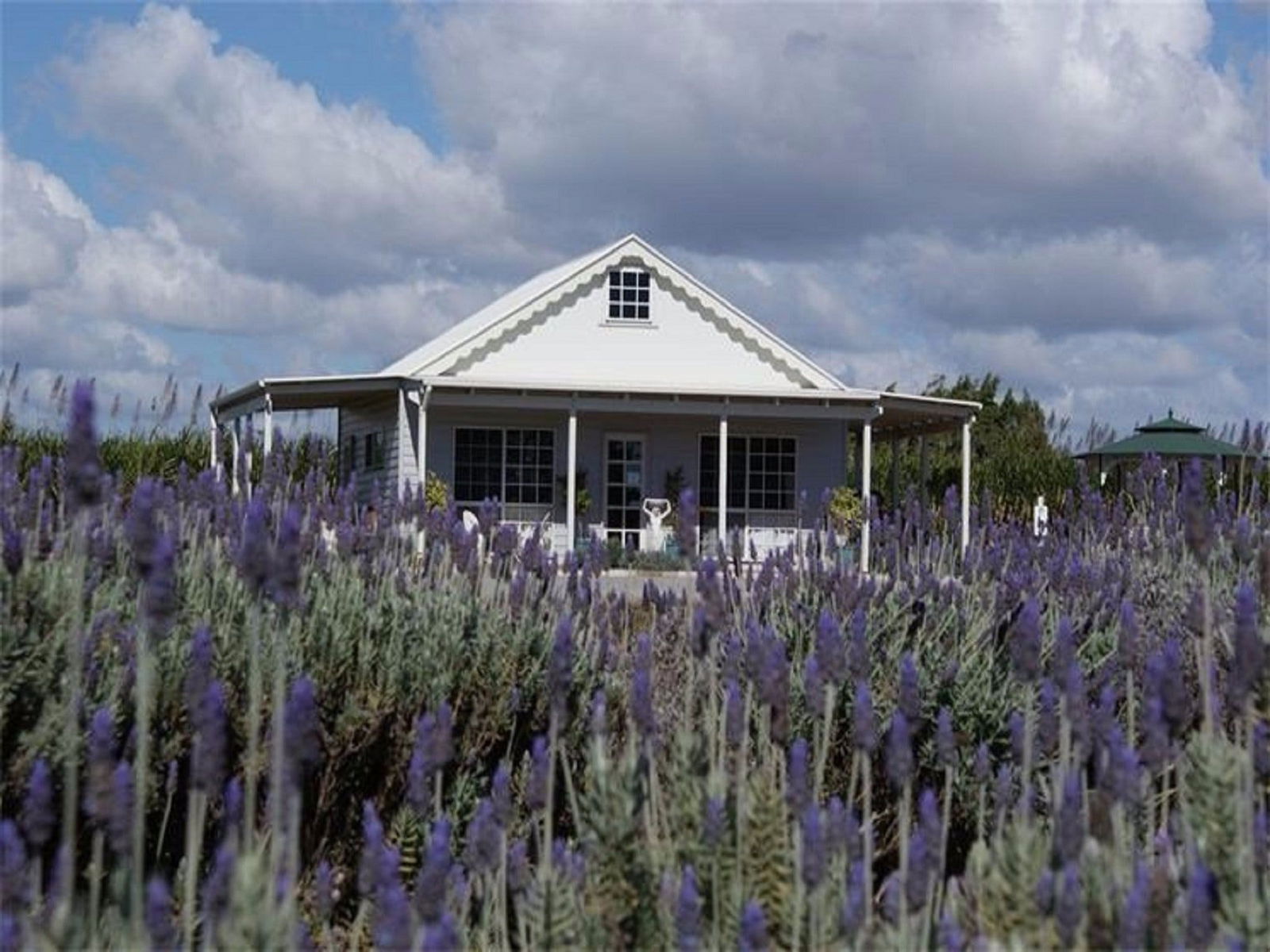 Amandine Lavender Logo and Images