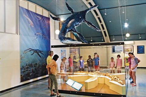 Australian Dinosaur Trail - Northern Rivers Accommodation 1