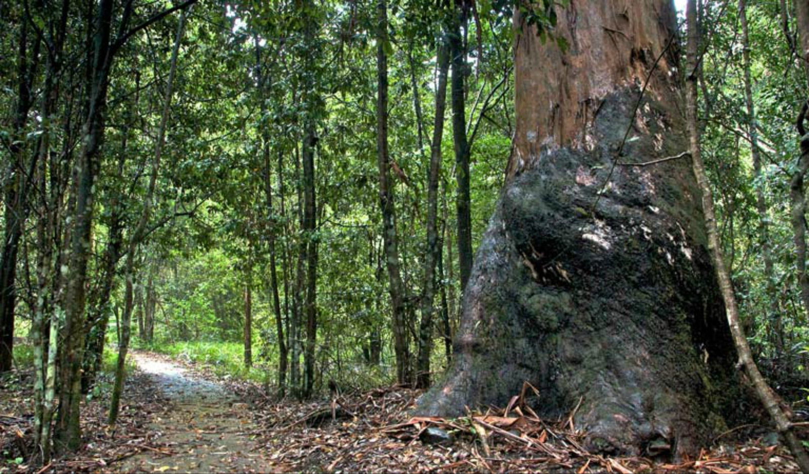Blue Gum loop trail Logo and Images