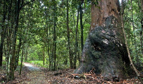 Blue Gum Loop Trail - Accommodation Hamilton Island 0