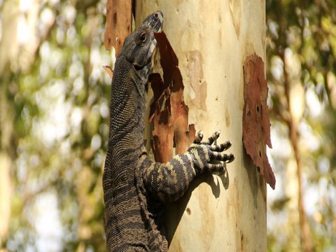 Blue Gum Hills Regional Park - Mackay Tourism 0