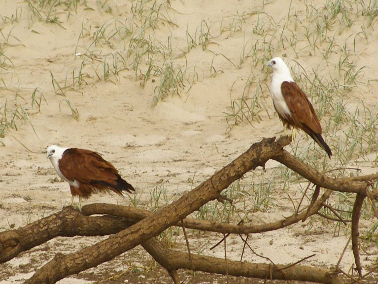 Broadwater National Park Logo and Images
