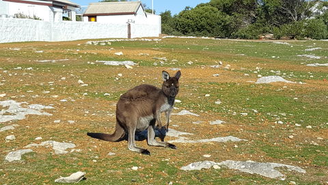 Cape Borda Lightstation - Flinders Chase National Park - Accommodation Airlie Beach 0