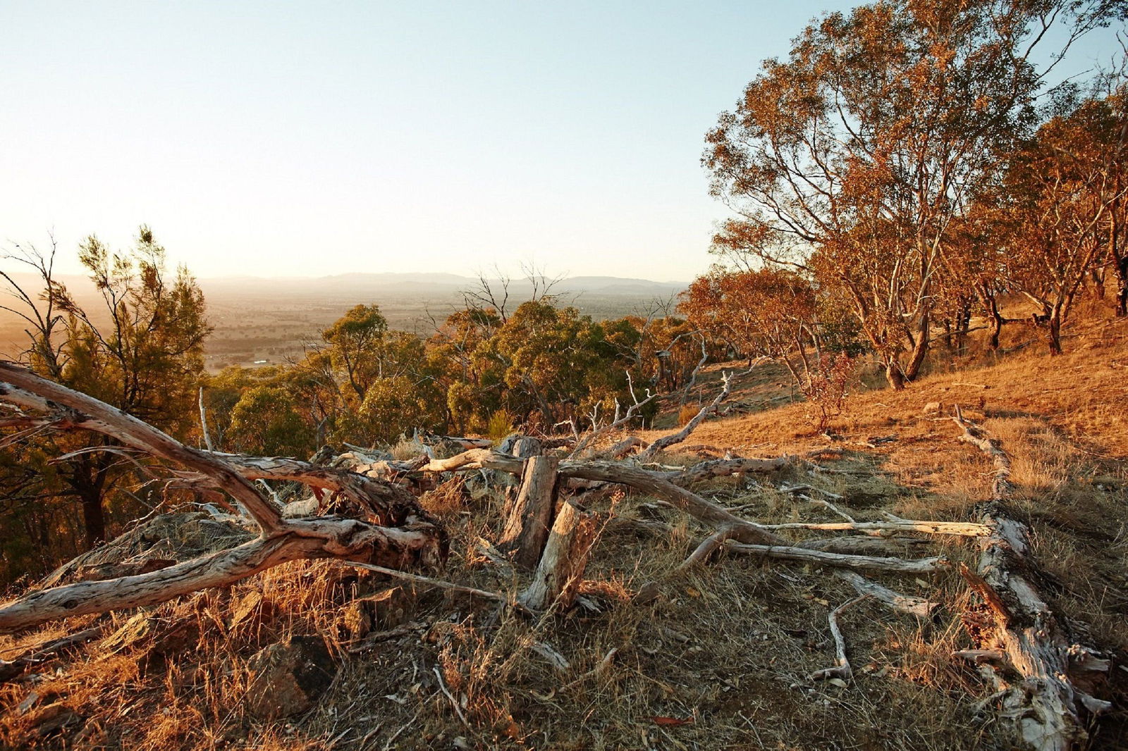 Chick Hill Walk Logo and Images