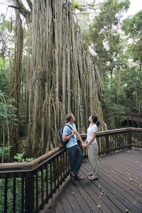 Curtain Fig Tree, Yungaburra - Holiday Sydney 0