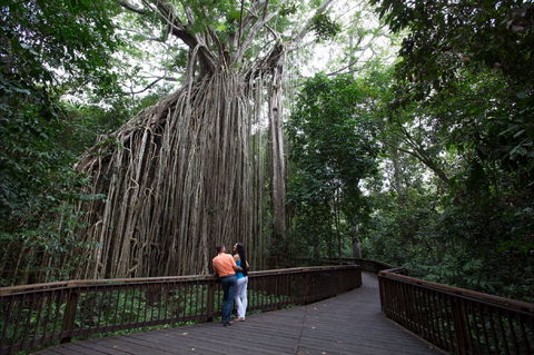 Curtain Fig Tree, Yungaburra - Holiday Sydney 1