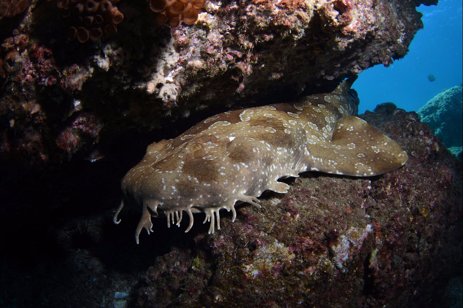 Egg Rock Dive Site Logo and Images