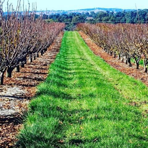 Hall Family Orchards - Accommodation Brisbane 0