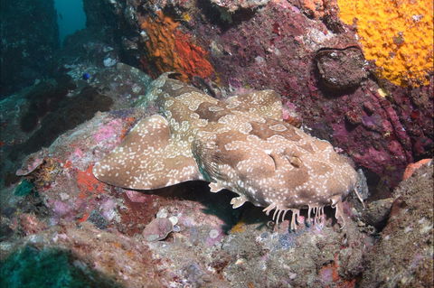Hanging Rock Dive Site - Attractions 1
