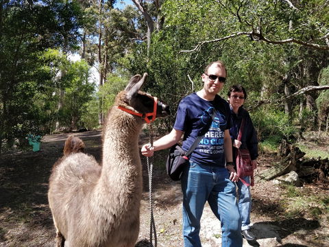 Llama Walks Tasmania - Attractions Perth 1