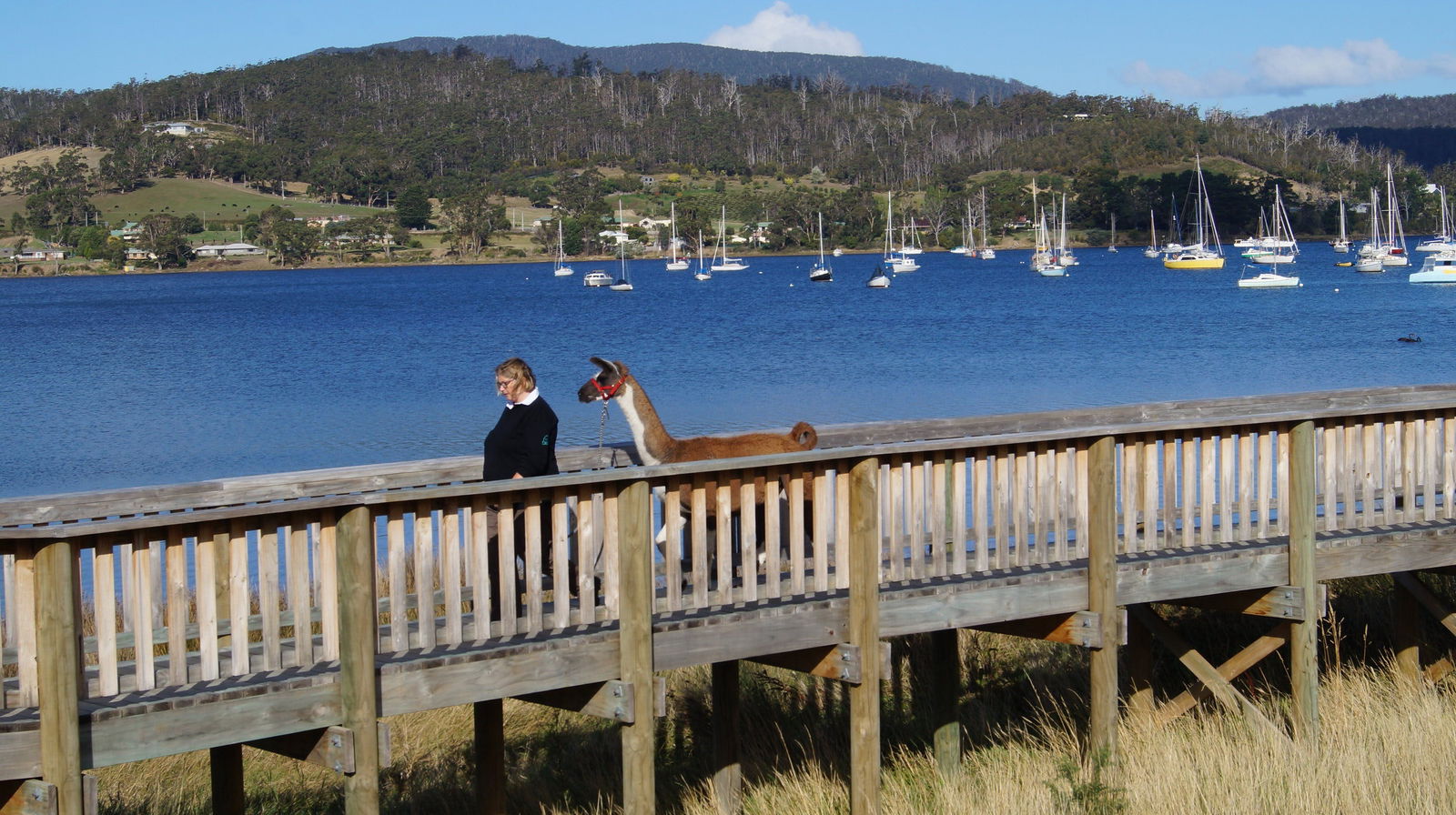 Llama Walks Tasmania Logo and Images