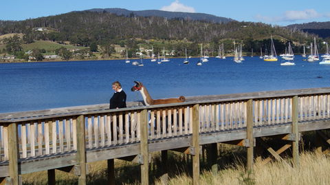 Llama Walks Tasmania - Attractions Perth 2