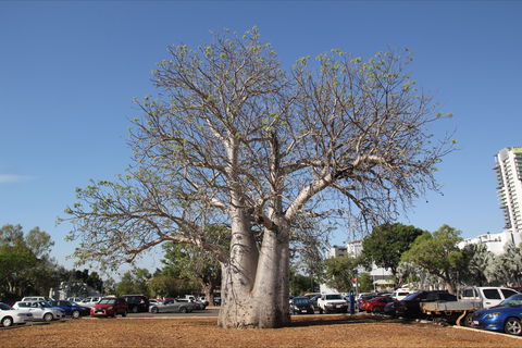 Old Boab Tree In Cavenagh Street - Foster Accommodation 0