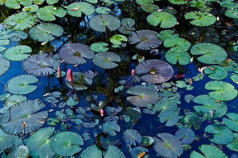 Pine Creek Water Gardens - Casino Accommodation 0