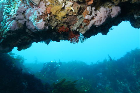 The Arches Marine Sanctuary - Holiday Jervis Bay 2