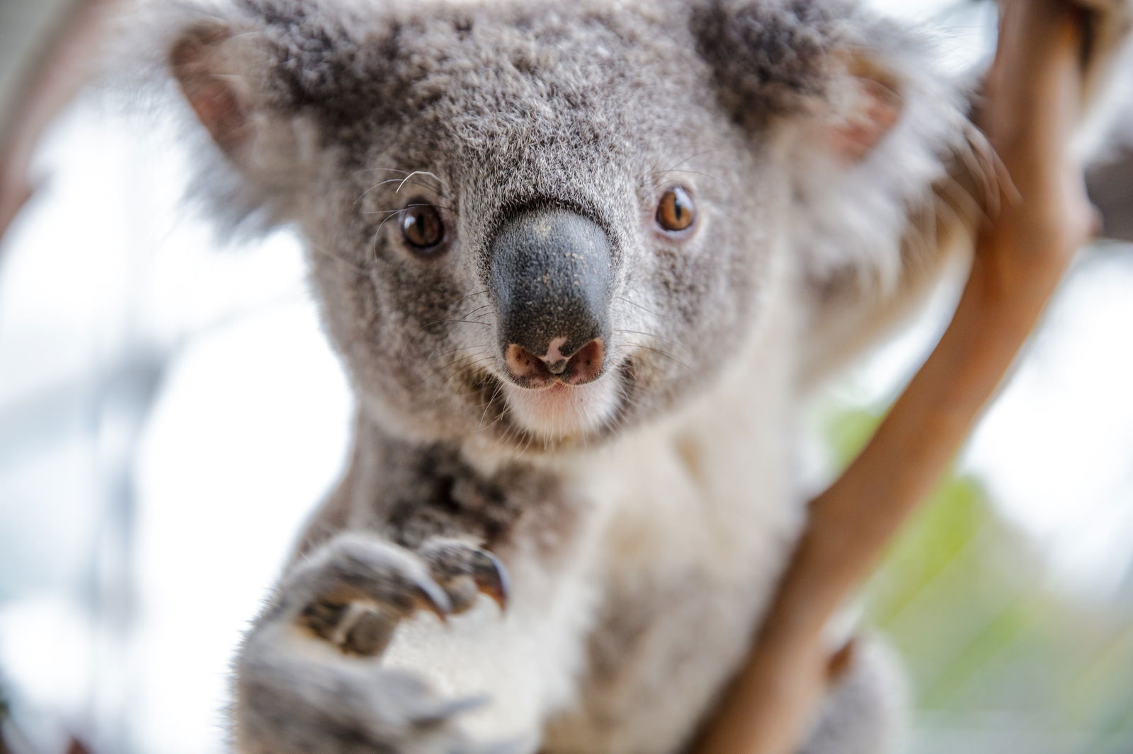 Wild Life Sydney Zoo