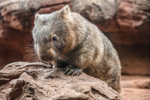Wild Life Sydney Zoo - Accommodation NSW 2