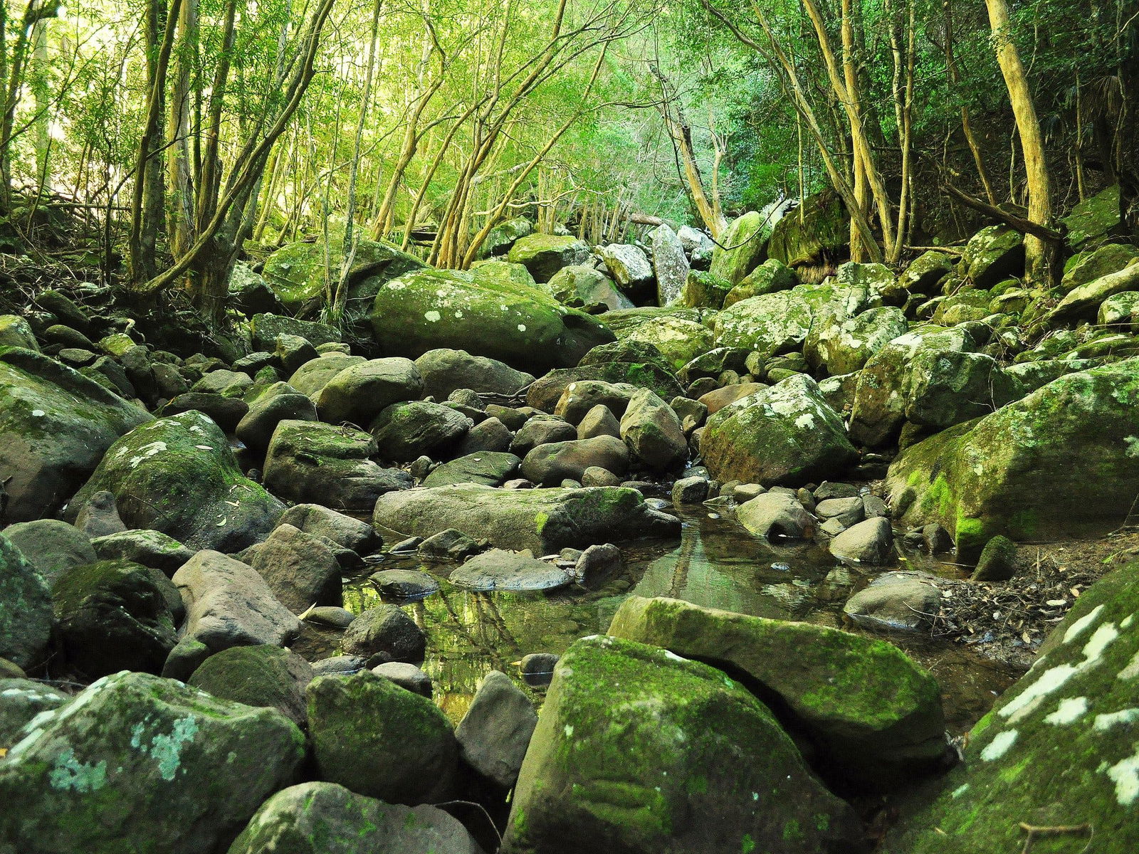 Wodi Wodi Walking Track Logo and Images