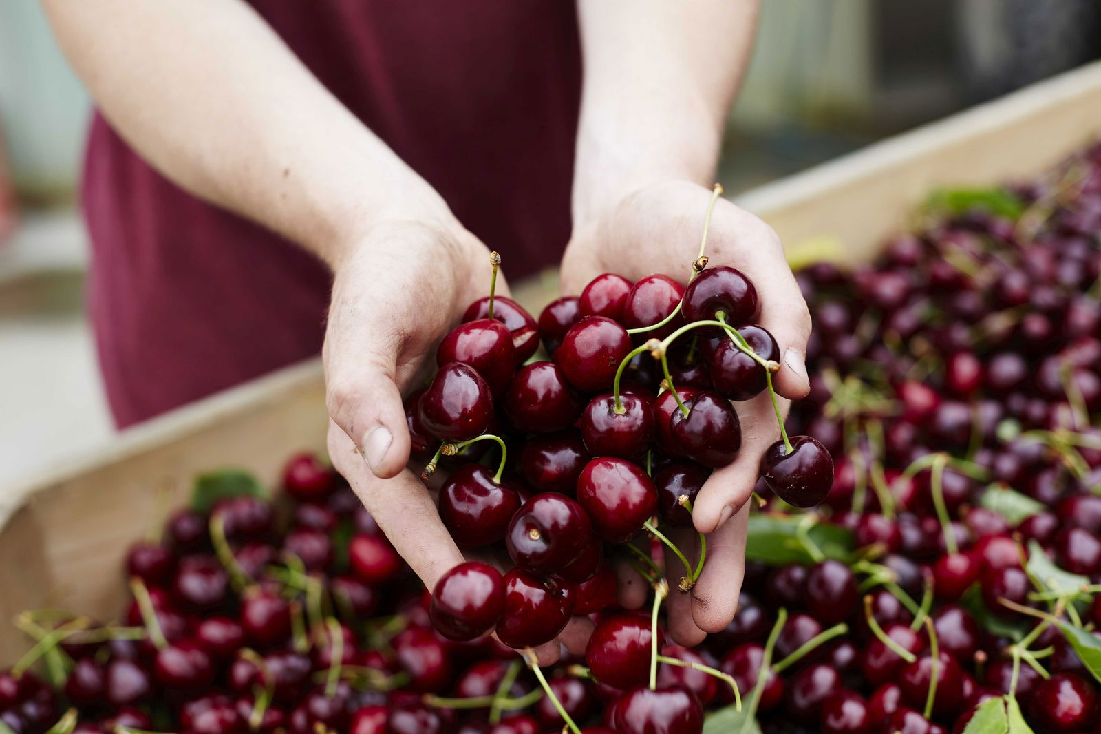Yarra Valley Cherries
