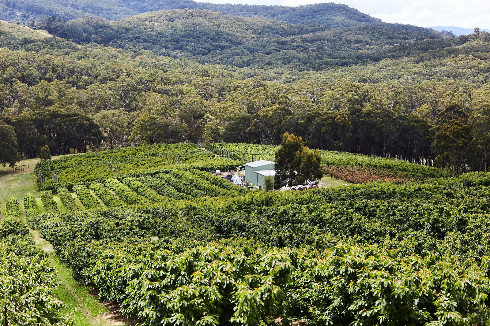 Yarra Valley Cherries Logo and Images