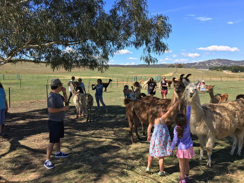 Alpaca Magic Stud - Sunshine Coast Guide 0