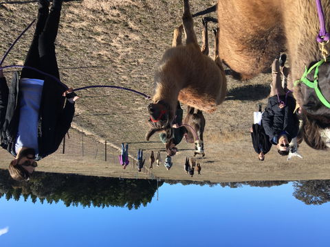Alpaca Magic Stud - Sunshine Coast Guide 1