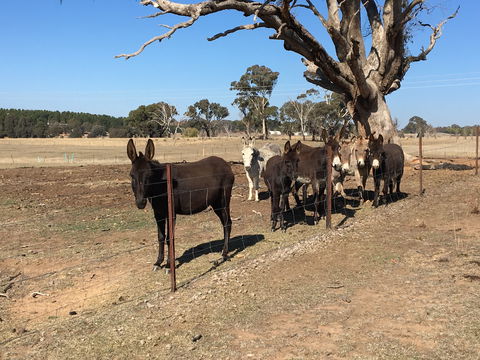 Alpaca Magic Stud - Sunshine Coast Guide 2