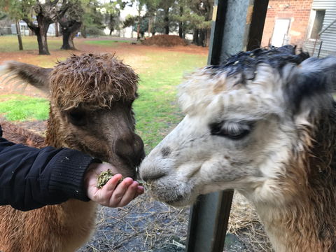 Alpaca Farm Experience At Crookwell - Accommodation Perth 0
