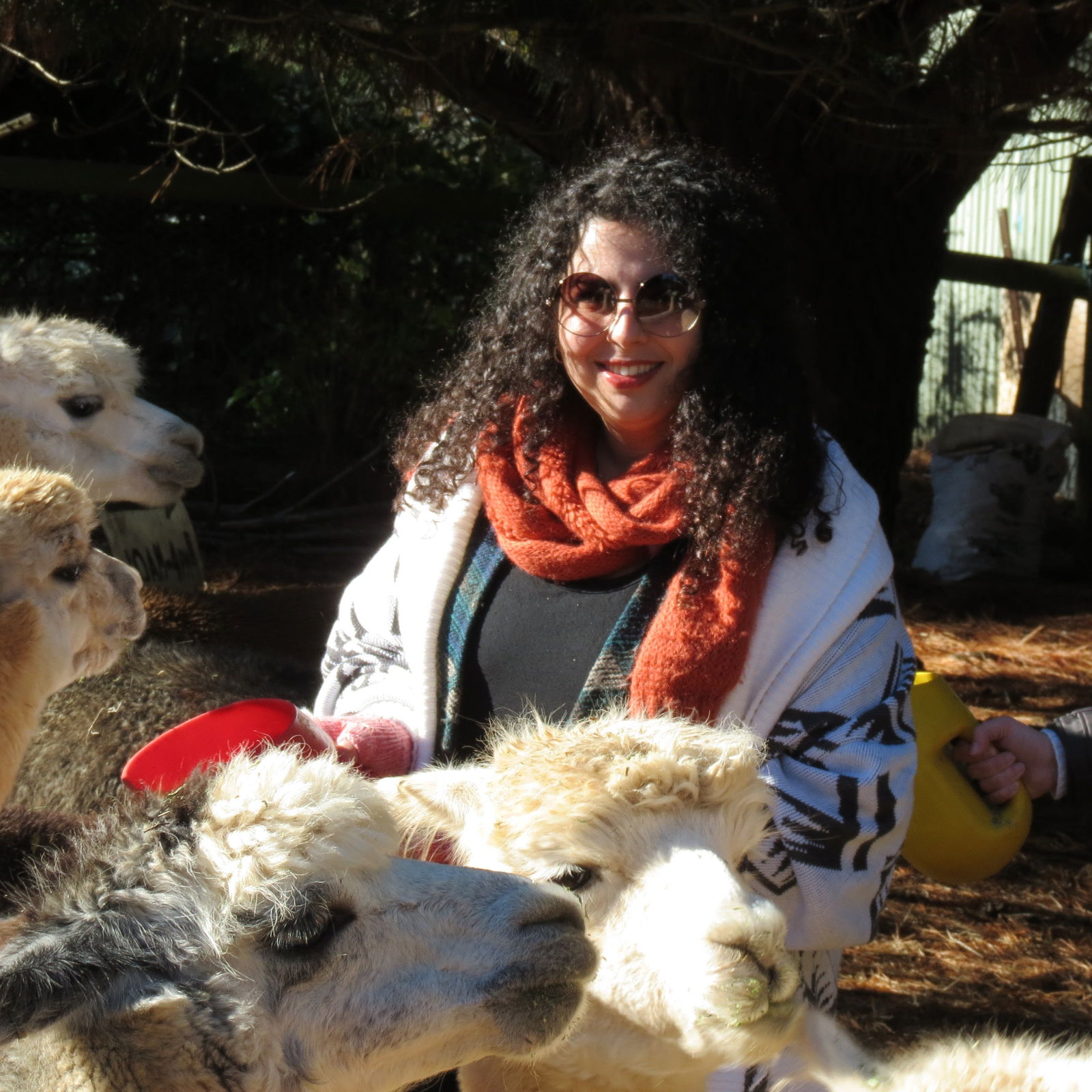 Alpaca Farm Experience At Crookwell - thumb 1