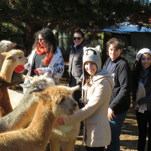 Alpaca Farm Experience At Crookwell - Accommodation Perth 2