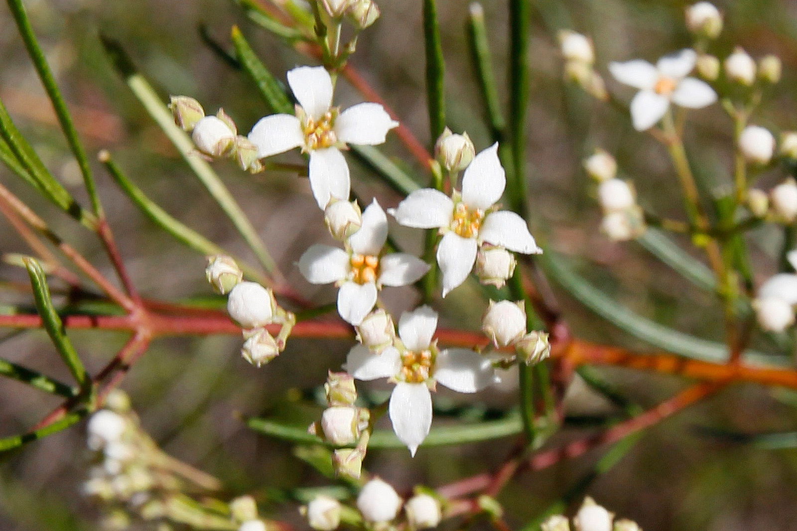Banksia Track, Burrum Coast National Park Logo and Images