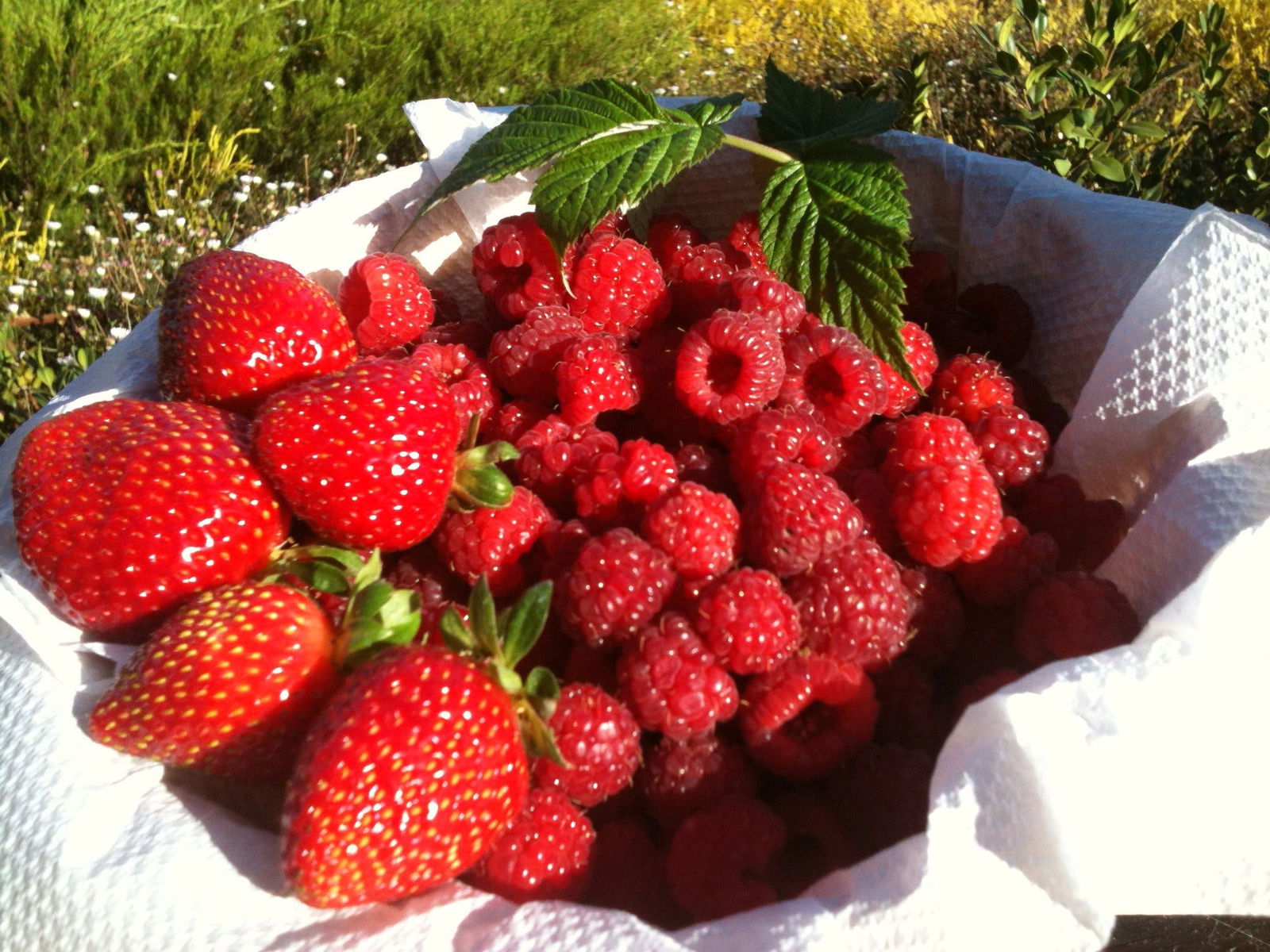 Blue Hills Berries and Cherries Logo and Images