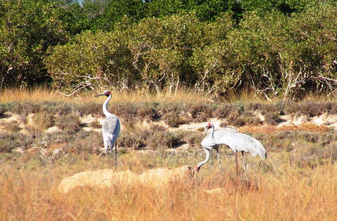 Cape Keraudren Nature Reserve - Accommodation Port Hedland 0